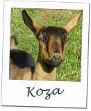 Koza